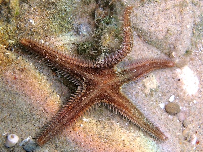 Astropecten spinulosus (Philippi, 1837)